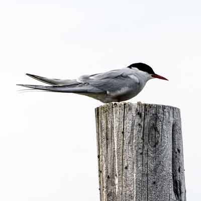 kria-Kuestenseeschwalbe